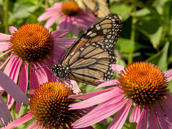 Milkweed butterfly nectaring.