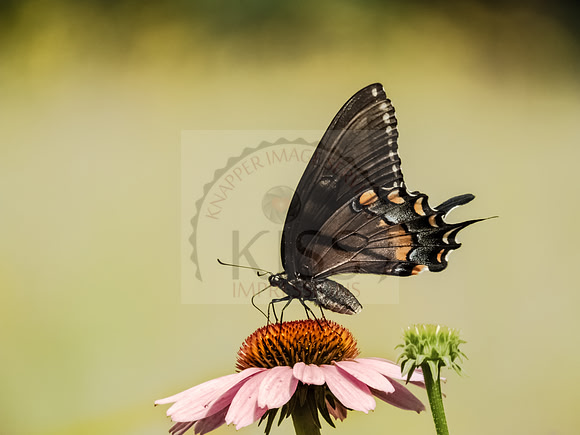 Swallowtail on coneflower - IMG_5902