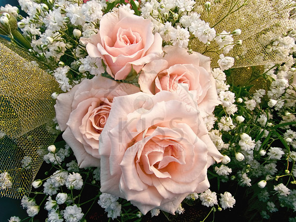 Pink spray roses - IMG_4309
