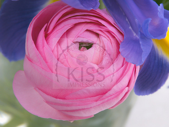Gentle petals.