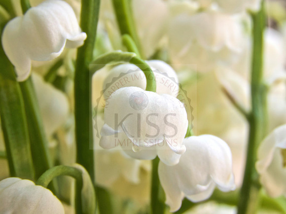 A bouquet must in spring.
