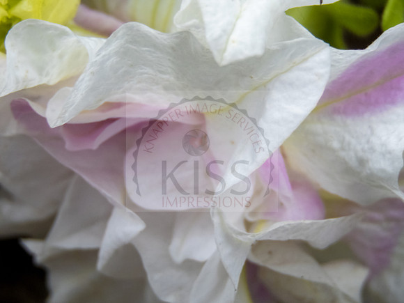 Petal swirls