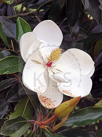 Pure white petals