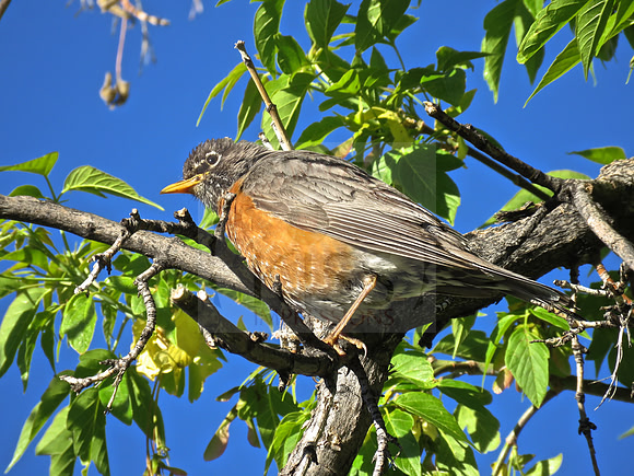 Robin hunting breakfast.