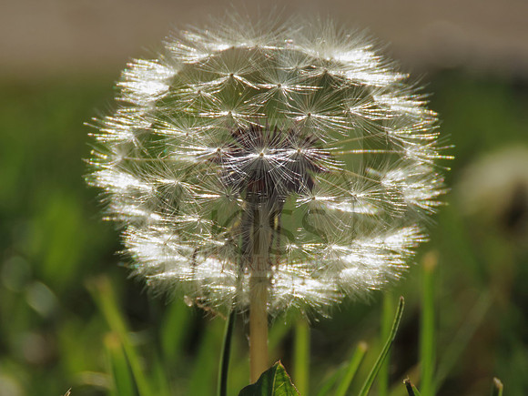 Dew-kissed dandelion weed - IMG_0229
