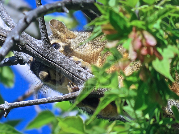 Hide and seek squirrel.