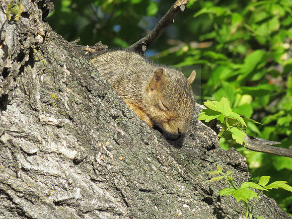 Sunning time.
