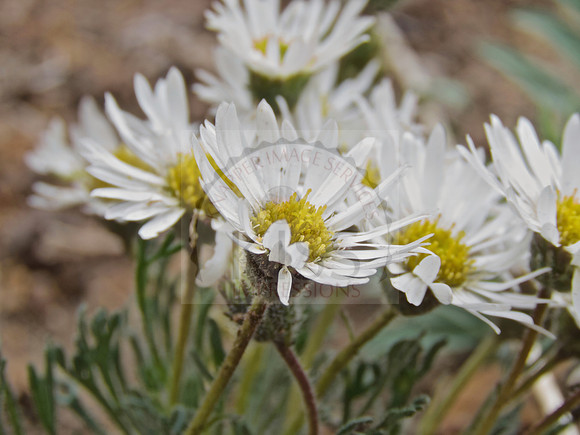 Grassland daisy.