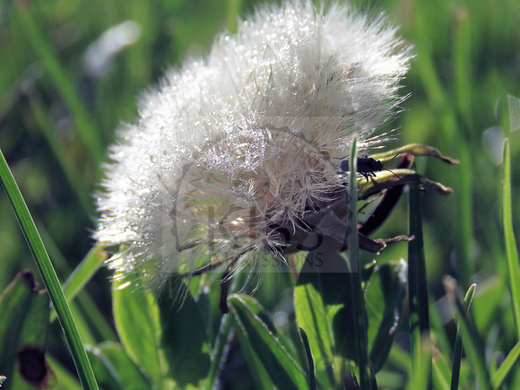 A banded longhorn beetle (typocerus velutinus) resting on dandelion - IMG_0225