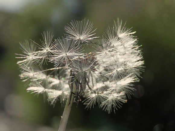 Dandelion seed florets - IMG_0224