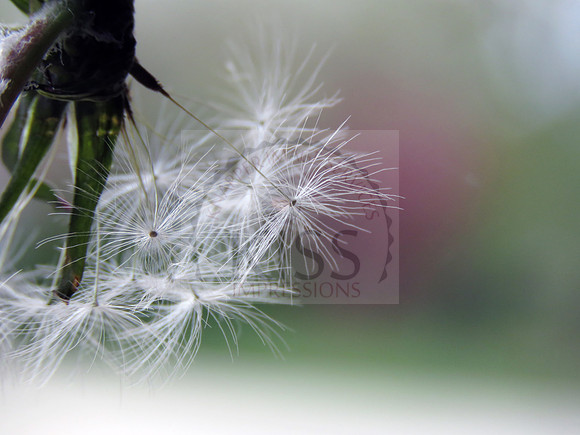 Dandelion seed florets - IMG_5075