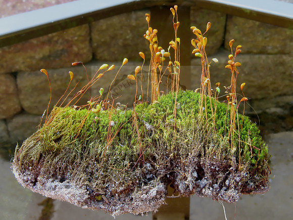 Irish Moss.