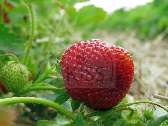 Seeing eye to eye with strawberry.