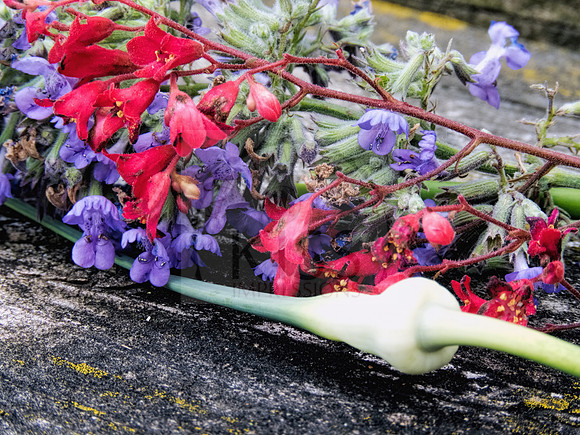 Coral bells, catmint and garlic scape.
