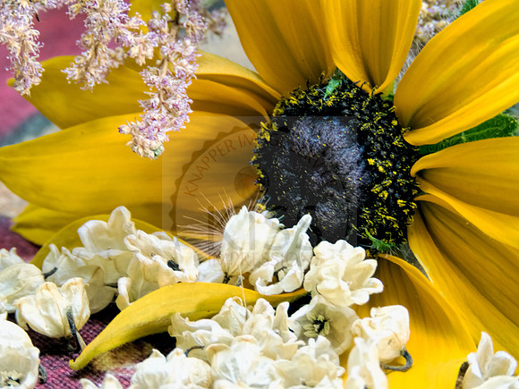 Dandelion floret in flowers - IMG_2461