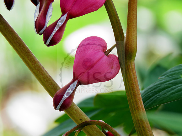 Bleeding heart bloom - IMB_6053