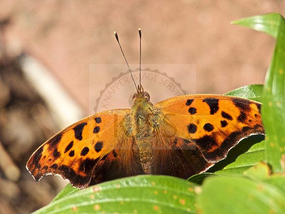 Resting wings.