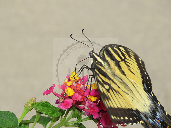 Eastern tiger swallowtail butterfly (Papilio glaucous) 2  - IMG_3770