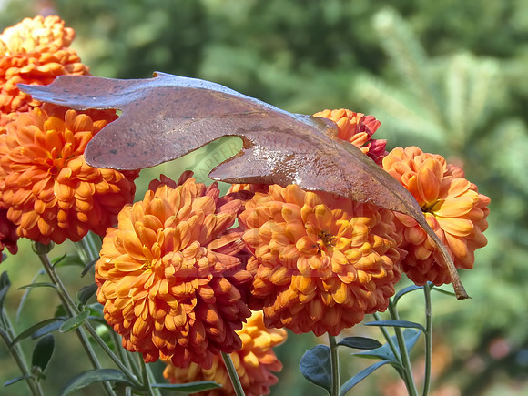Fallen Leaf - IMG_8589