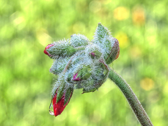 Chilled red buds.