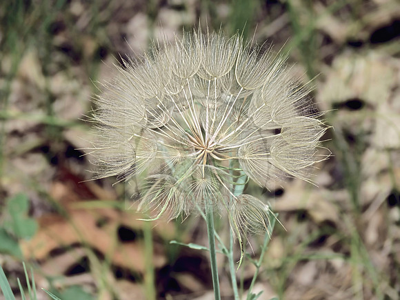 Yellow salsify - IMG_4073