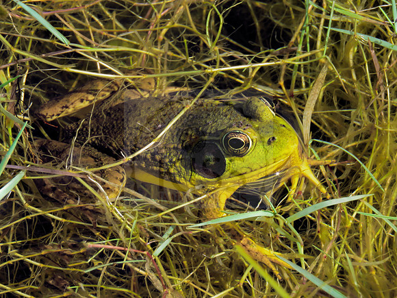 Sunning amphibian.