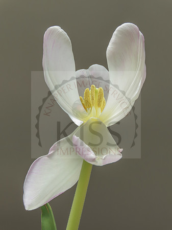 Elegant petals.