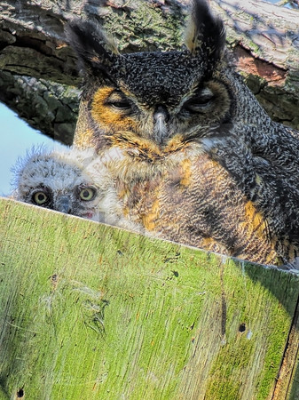 Peekaboo baby owl.