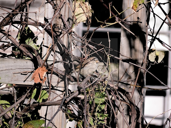 Camouflaged sparrow.
