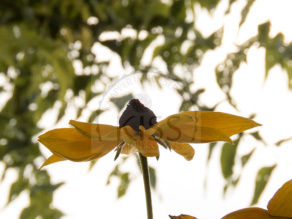 Black-eyed Susan - IMG_5305