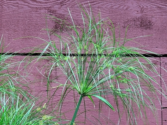 natural firework