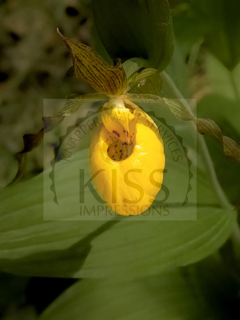 Lady Slipper - IMG_5905.jpg
