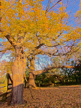 Trimborn Farm Oak Trees in Fall - TFIMG_8386