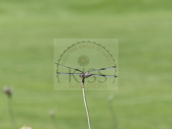 Twelve-spotted skimmer Female