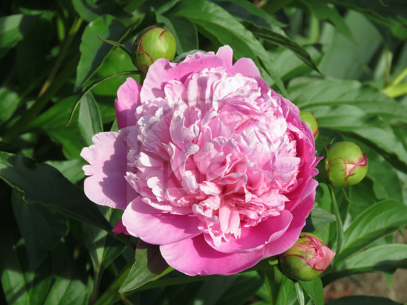 Elegant flower.