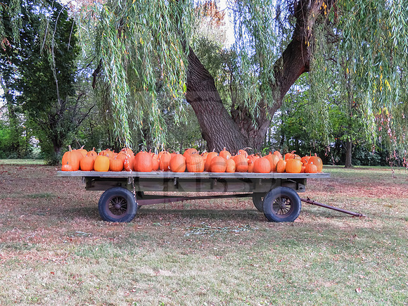 Pumpkin patch yield.