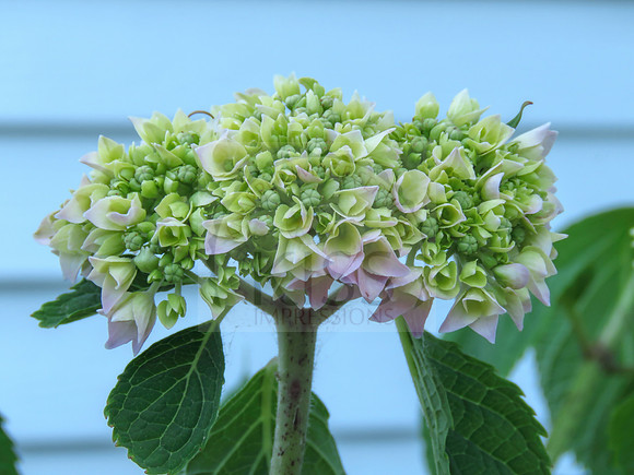 Dainty blossom
