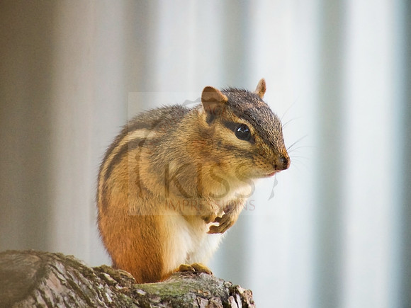 Small standing rodent.