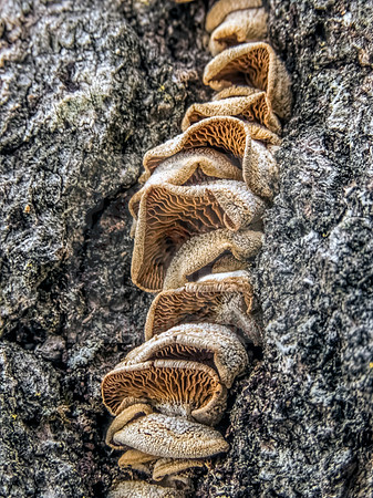 Totem pole mushrooms.