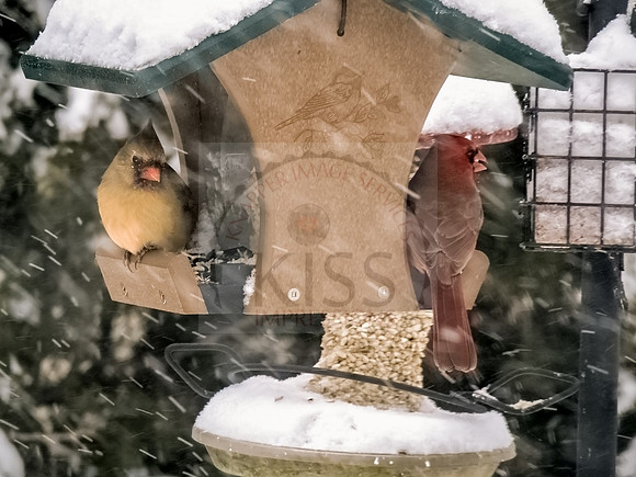 Couples dining.