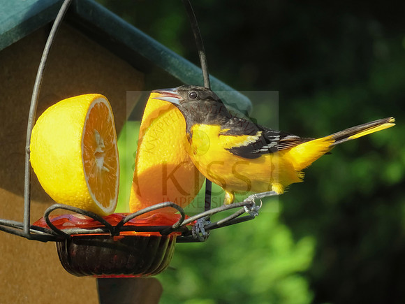 Oranges attract.