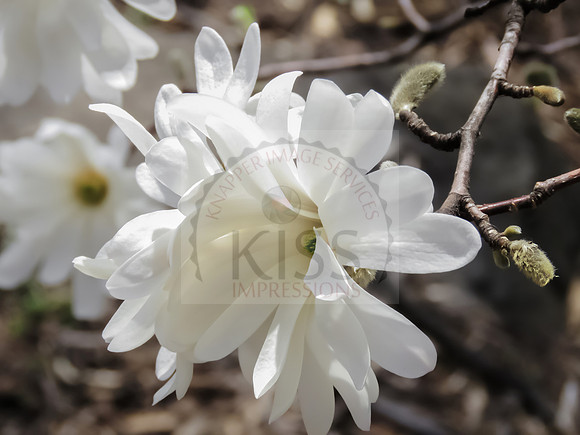 Elegant bloom.