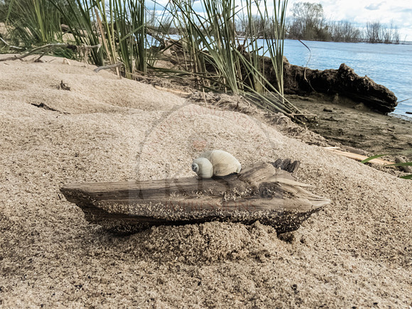 Crustacean art.