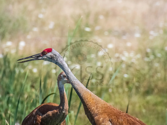 Sandhill crane adult and juvenile - IMG_3407