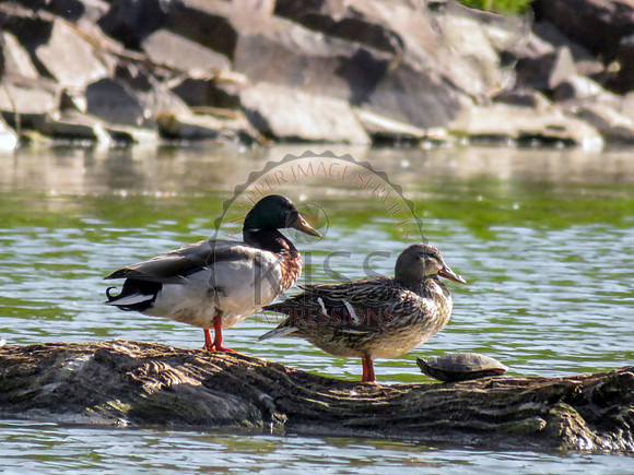 A mallard couple with turtle - IMG_8987