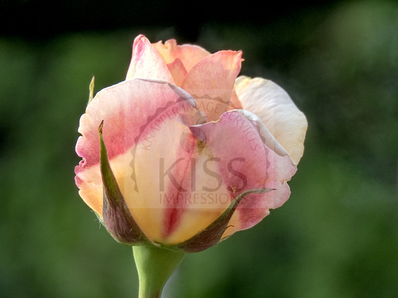Rustic bloom.