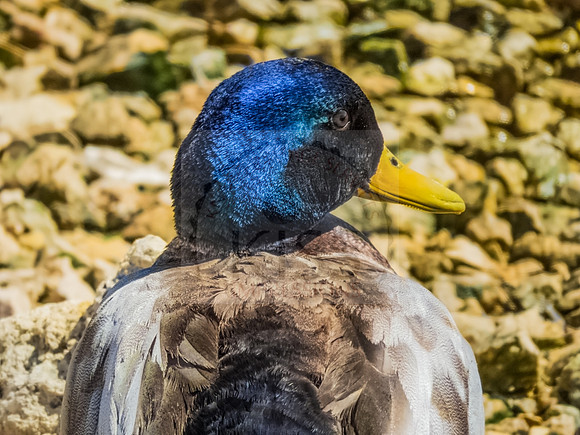 Unusual duck.