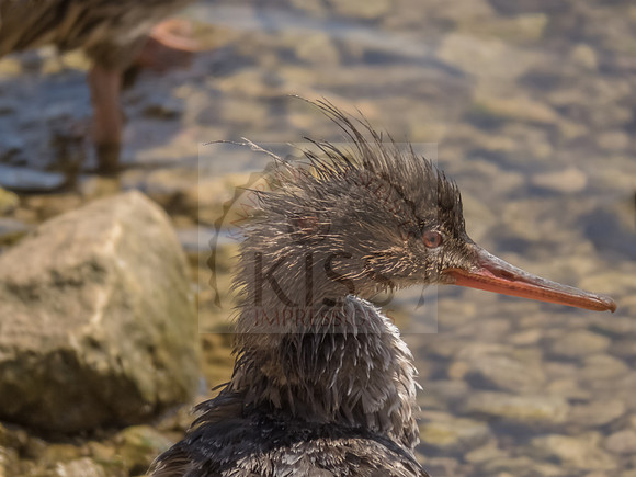 Bad Hair Day