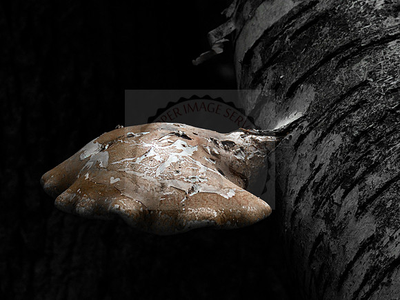 Mushroom lovers