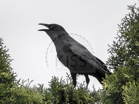 The Raven